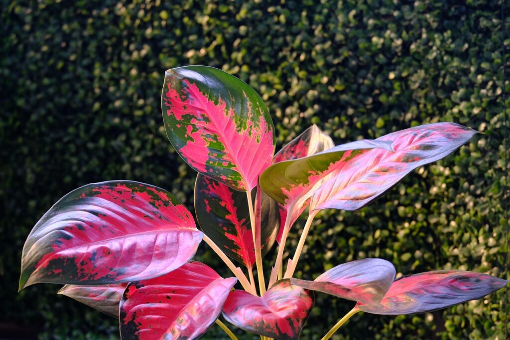 aglaonema, chinese evergreen, plant, nature, aglaonema, aglaonema, aglaonema, aglaonema, aglaonema, chinese evergreen, chinese evergreen, chinese evergreen, chinese evergreen