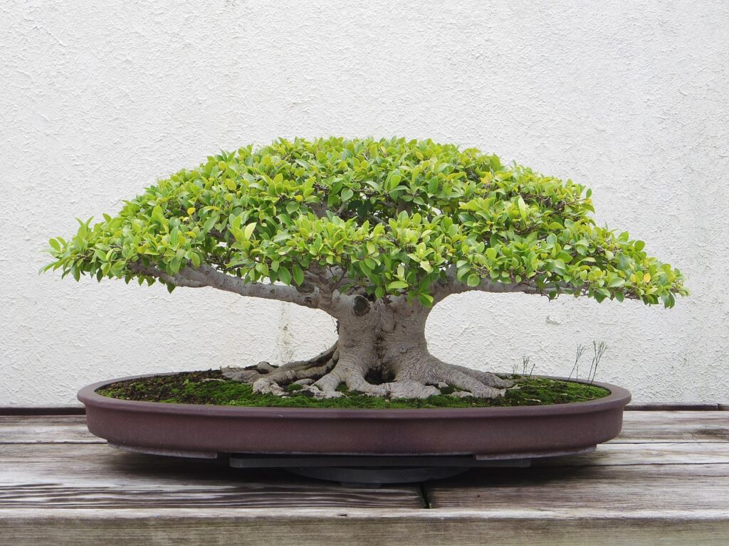 bonsai, tree, plant, nature, green, environment, eco, grow, small, japanese, growth, japan, leaves, miniature, garden, botany, ecology, zen, minimalist, pot, leaf, earth, hand, bonsai, bonsai, bonsai, bonsai, bonsai