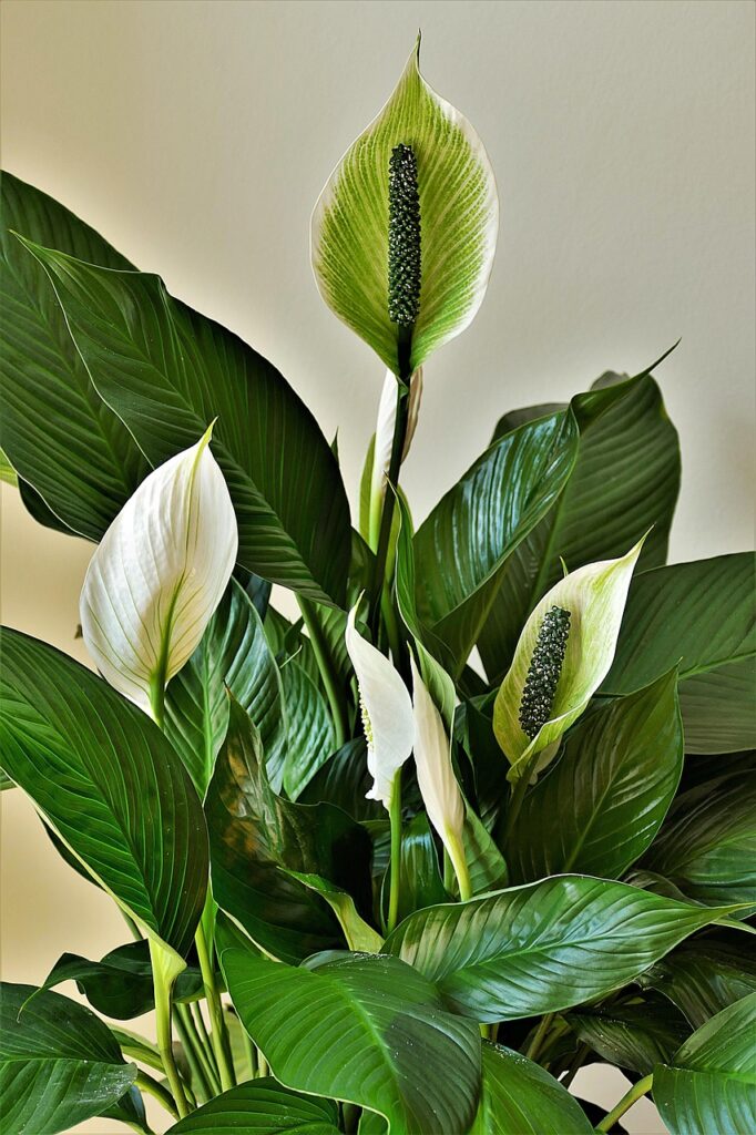 peace lilies, ornamental plants, cusps, sheath leaf, spathiphyllum, exotic, spathiphyllum, spathiphyllum, spathiphyllum, spathiphyllum, spathiphyllum