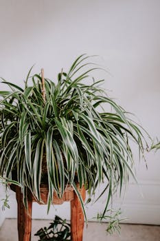 Vibrant spider plant with lush green leaves in an indoor setting, perfect for home decor.