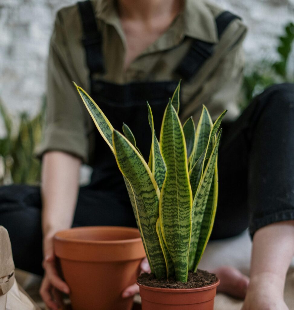 A person potting a snake plant with soil and tools on a burlap mat.