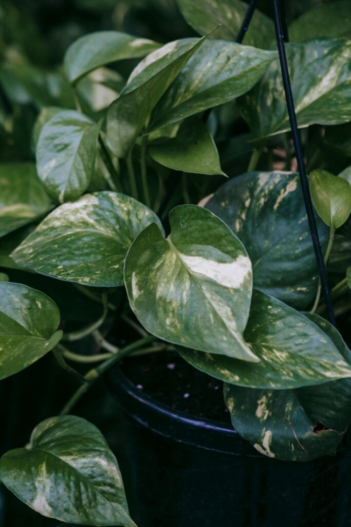 Pothos plant Money Plant