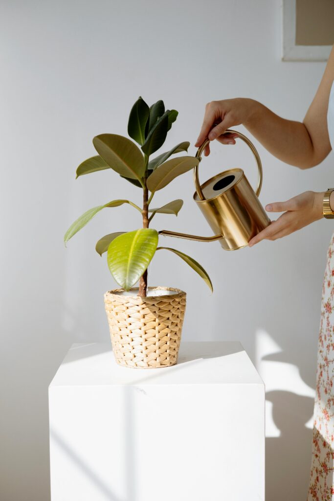 A close-up of a woman watering a Fiddle Leaf Fig in a woven pot with a brass watering can.